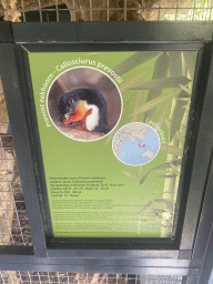 Information on the Prevost`s Squirrel at the Eekhoorn Experience at the Bamboo Garden at the exotic garden center De Evenaar