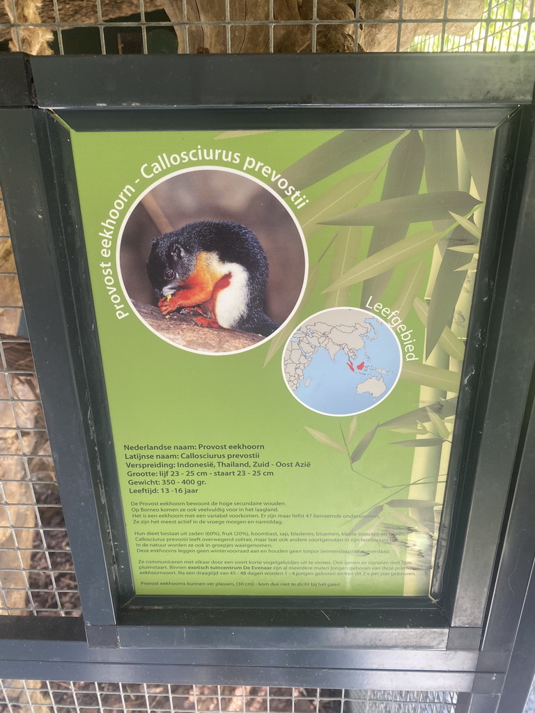 Information on the Prevost`s Squirrel at the Eekhoorn Experience at the Bamboo Garden at the exotic garden center De Evenaar