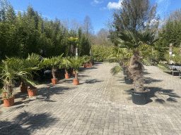 Plants at the Bamboo Garden at the exotic garden center De Evenaar