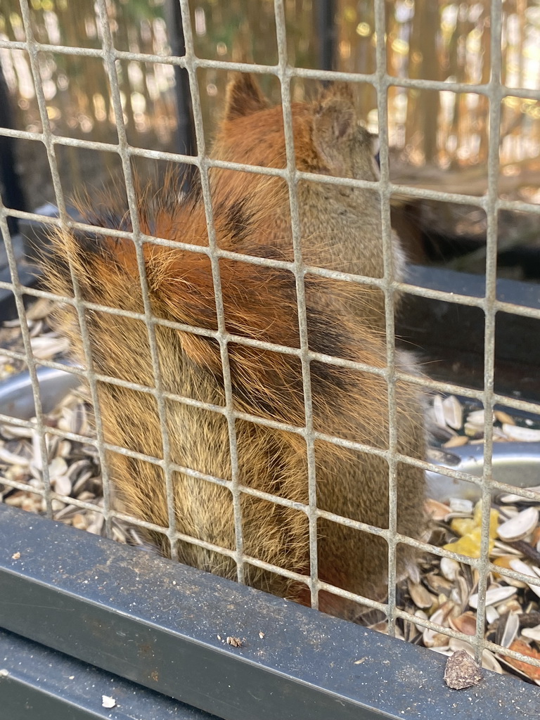 Squirrel at the Eekhoorn Experience at the Bamboo Garden at the exotic garden center De Evenaar