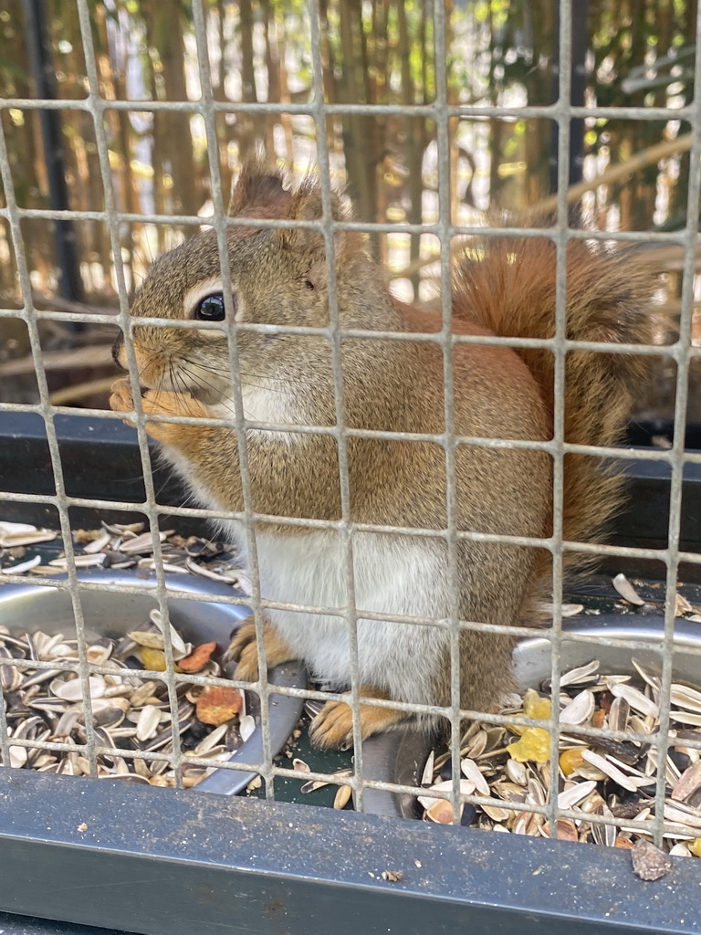 Squirrel at the Eekhoorn Experience at the Bamboo Garden at the exotic garden center De Evenaar