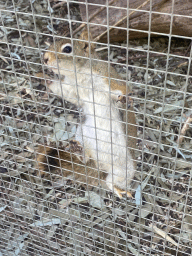Variegated Squirrel (dorsalis) at the Eekhoorn Experience at the Bamboo Garden at the exotic garden center De Evenaar