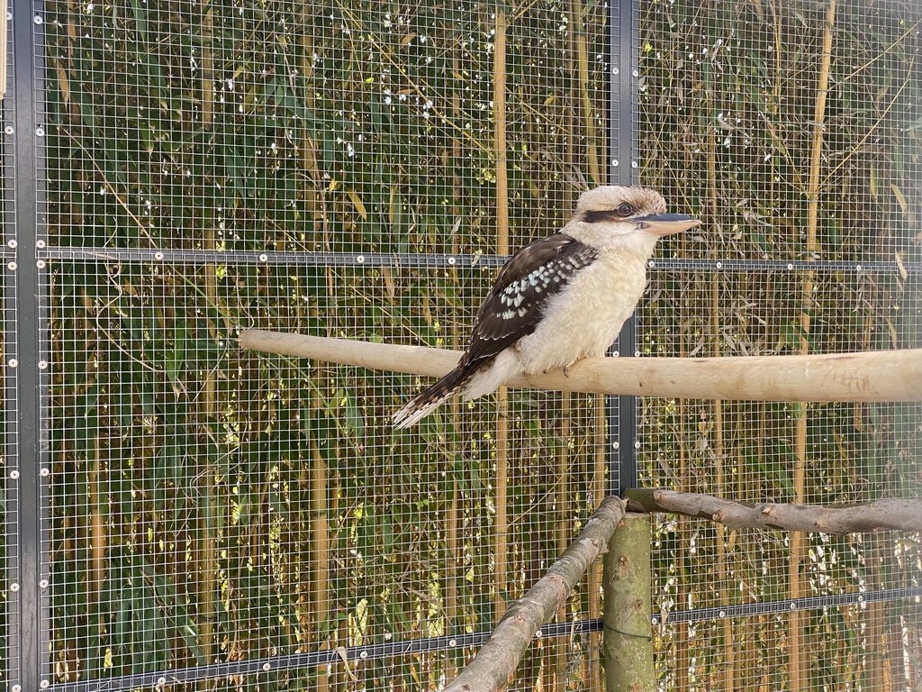 Kookaburra at the Bamboo Garden at the exotic garden center De Evenaar