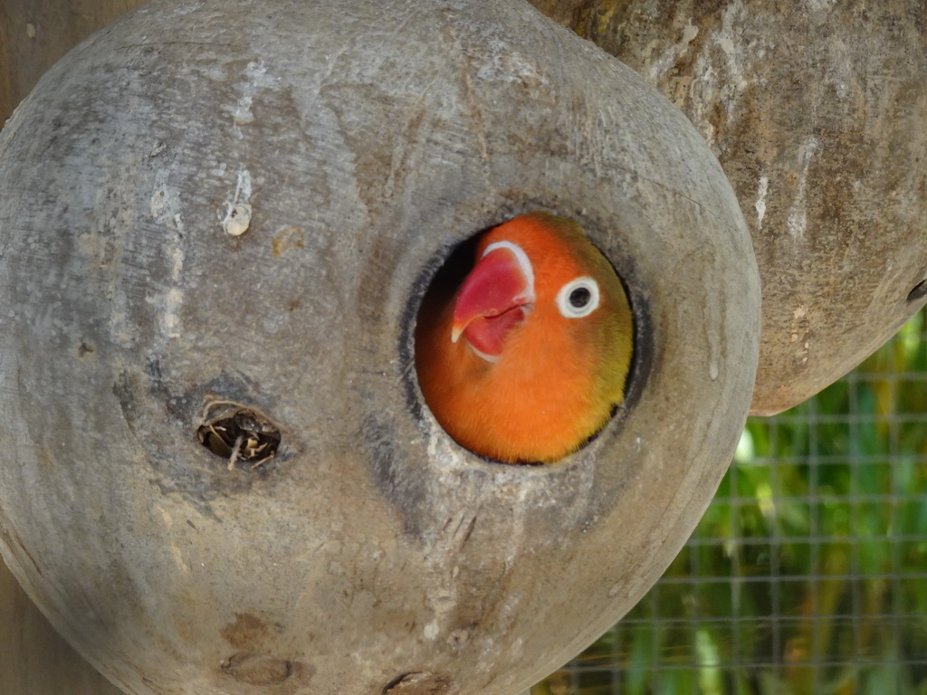 Parakeet at the Bamboo Garden at the exotic garden center De Evenaar