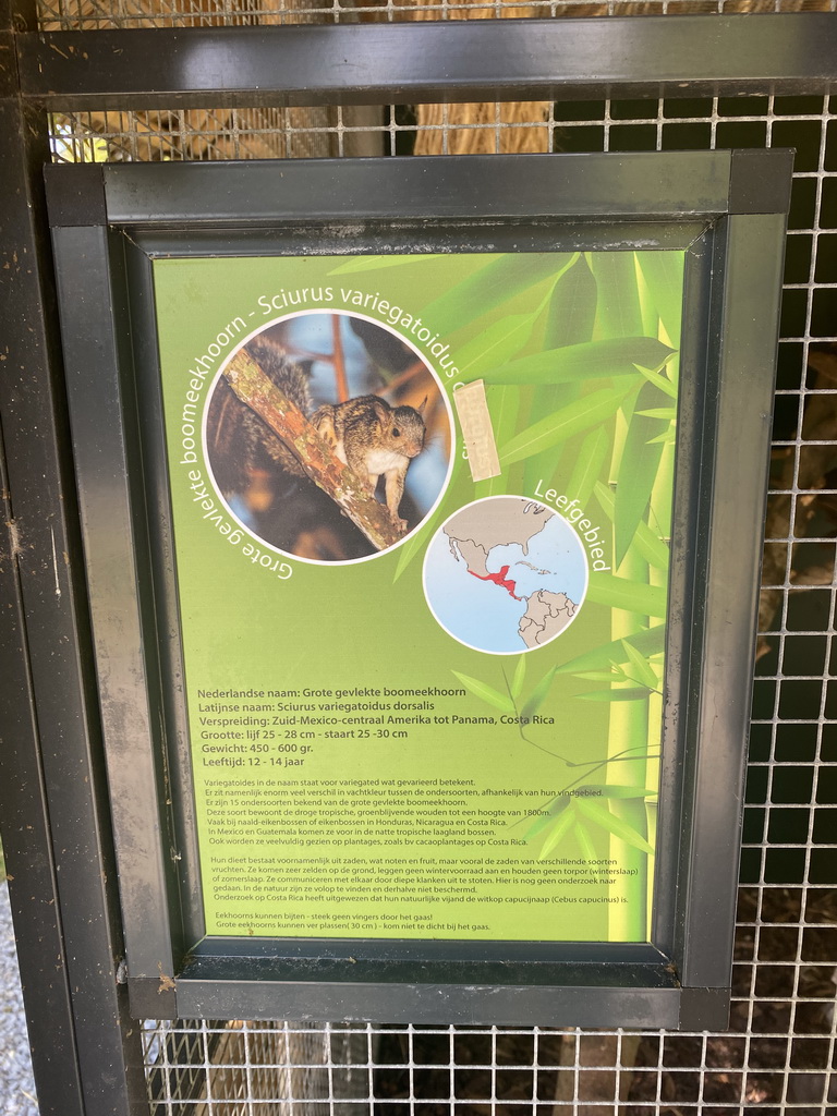 Information on the Variegated Squirrel (dorsalis) at the Eekhoorn Experience at the Bamboo Garden at the exotic garden center De Evenaar