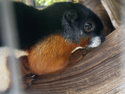 Prevost`s Squirrel at the Eekhoorn Experience at the Bamboo Garden at the exotic garden center De Evenaar