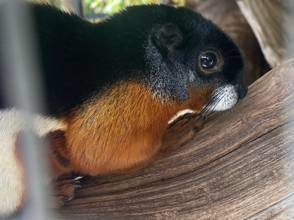 Prevost`s Squirrel at the Eekhoorn Experience at the Bamboo Garden at the exotic garden center De Evenaar