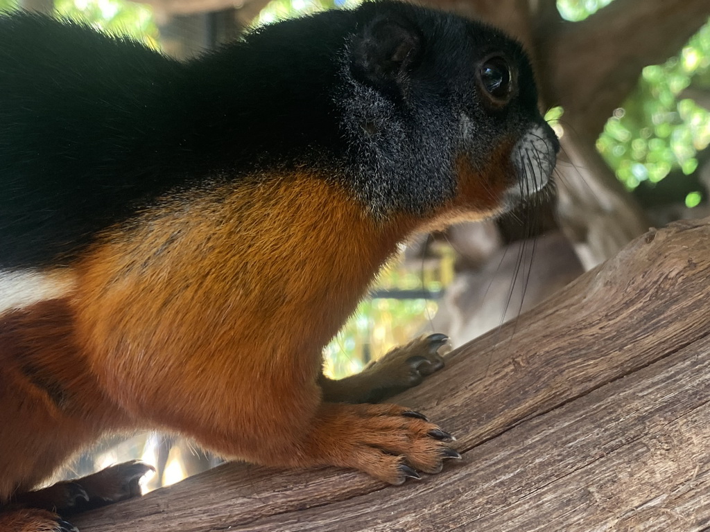 Prevost`s Squirrel at the Eekhoorn Experience at the Bamboo Garden at the exotic garden center De Evenaar