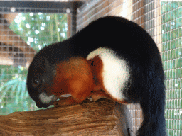 Prevost`s Squirrel at the Eekhoorn Experience at the Bamboo Garden at the exotic garden center De Evenaar