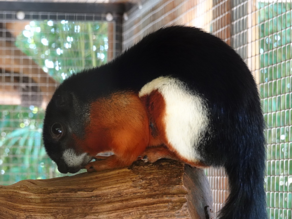 Prevost`s Squirrel at the Eekhoorn Experience at the Bamboo Garden at the exotic garden center De Evenaar