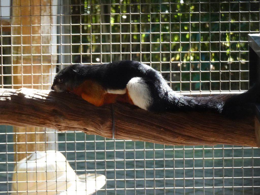 Prevost`s Squirrel at the Eekhoorn Experience at the Bamboo Garden at the exotic garden center De Evenaar