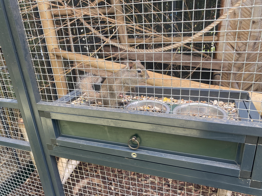 Squirrel at the Eekhoorn Experience at the Bamboo Garden at the exotic garden center De Evenaar