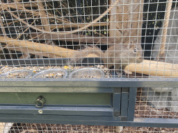 Squirrel at the Eekhoorn Experience at the Bamboo Garden at the exotic garden center De Evenaar