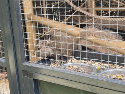 Squirrel at the Eekhoorn Experience at the Bamboo Garden at the exotic garden center De Evenaar