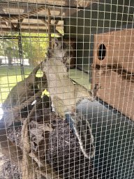 Variegated Squirrel (rigidus) at the Eekhoorn Experience at the Bamboo Garden at the exotic garden center De Evenaar