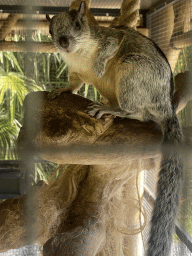 Variegated Squirrel (rigidus) at the Eekhoorn Experience at the Bamboo Garden at the exotic garden center De Evenaar