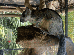 Variegated Squirrel (rigidus) at the Eekhoorn Experience at the Bamboo Garden at the exotic garden center De Evenaar