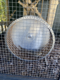 Swinhoe`s Striped Squirrels running in a running wheel at the Eekhoorn Experience at the Bamboo Garden at the exotic garden center De Evenaar