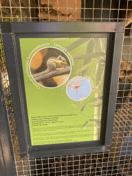 Information on the Swinhoe`s Striped Squirrel running in a running wheel at the Eekhoorn Experience at the Bamboo Garden at the exotic garden center De Evenaar