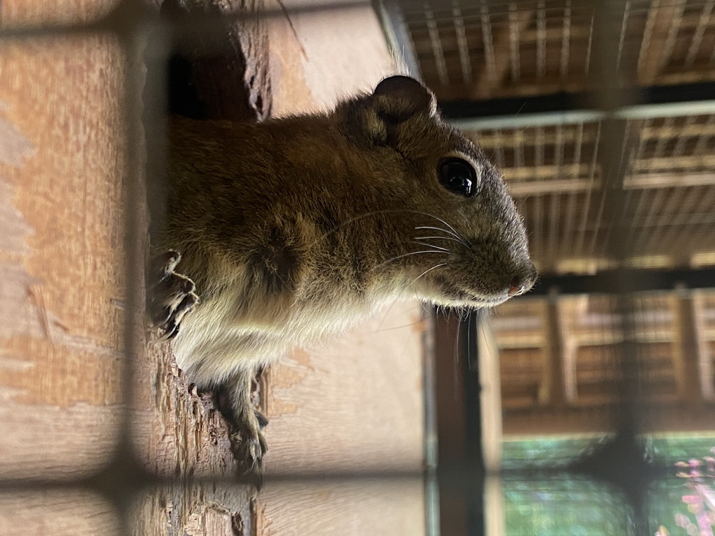 Swinhoe`s Striped Squirrels running in a running wheel at the Eekhoorn Experience at the Bamboo Garden at the exotic garden center De Evenaar