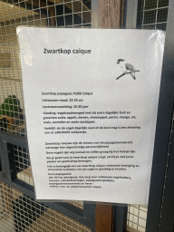 Information on the Black-headed Parrot at the exotic garden center De Evenaar