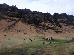 Sheep at the Steinar farm