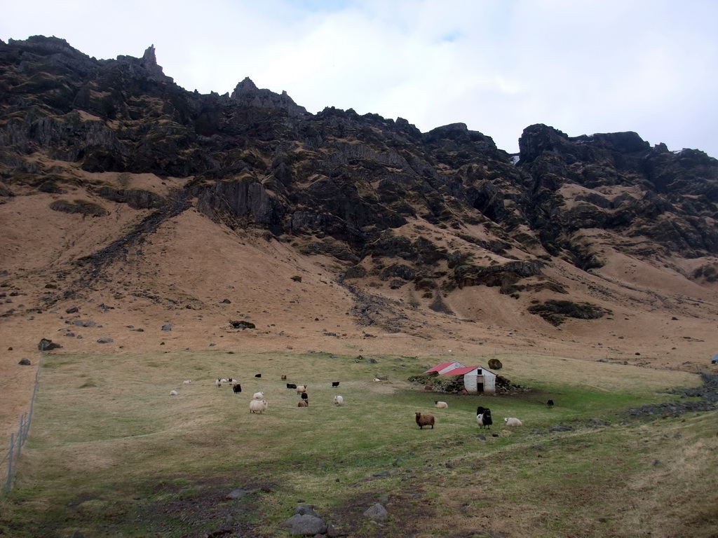 Sheep at the Steinar farm