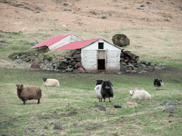 Sheep at the Steinar farm