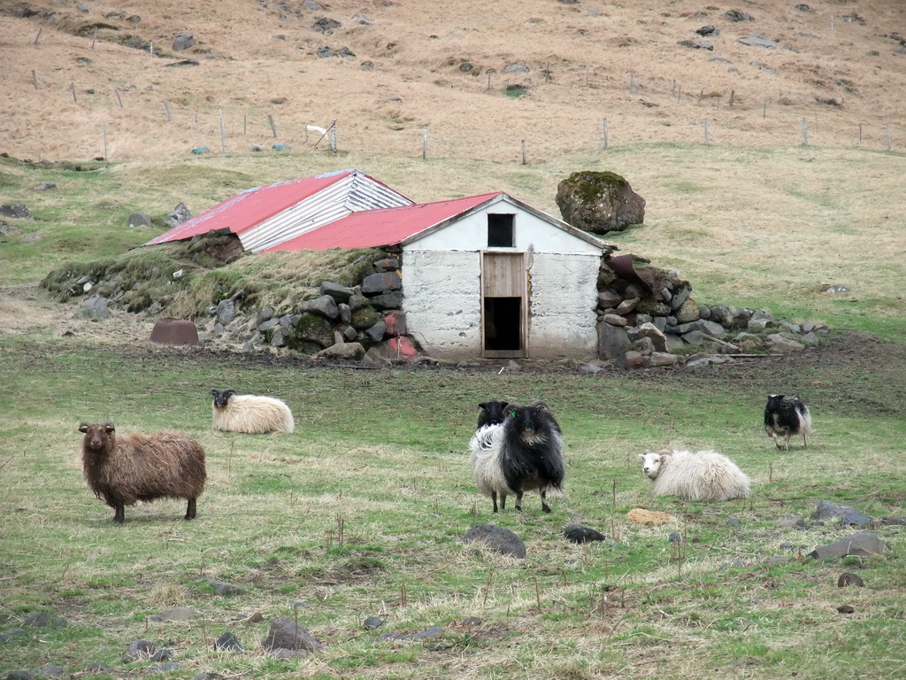 Sheep at the Steinar farm