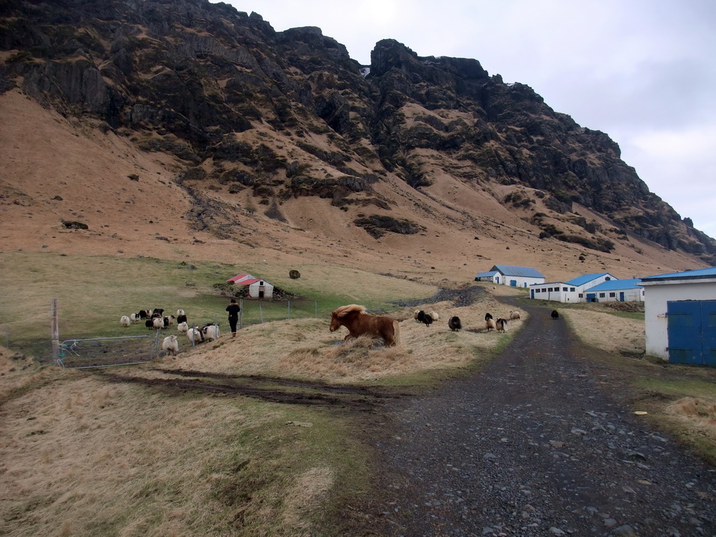 Miaomiao with horse and sheep at the Steinar farm
