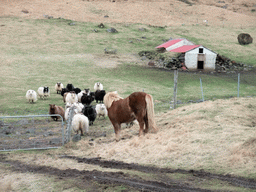 Horse and sheep at the Steinar farm