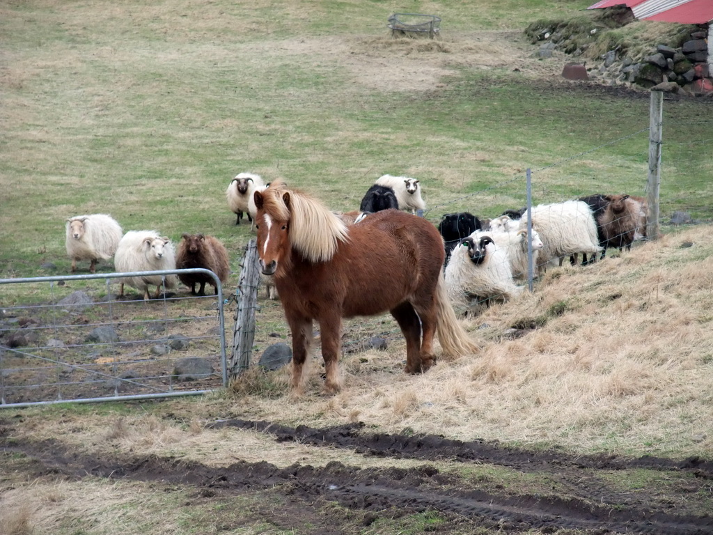 Horse and sheep at the Steinar farm