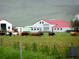 Cows in front of the Þorvaldseyri farm, viewed from the parking lot of the Þorvaldseyri visitor centre