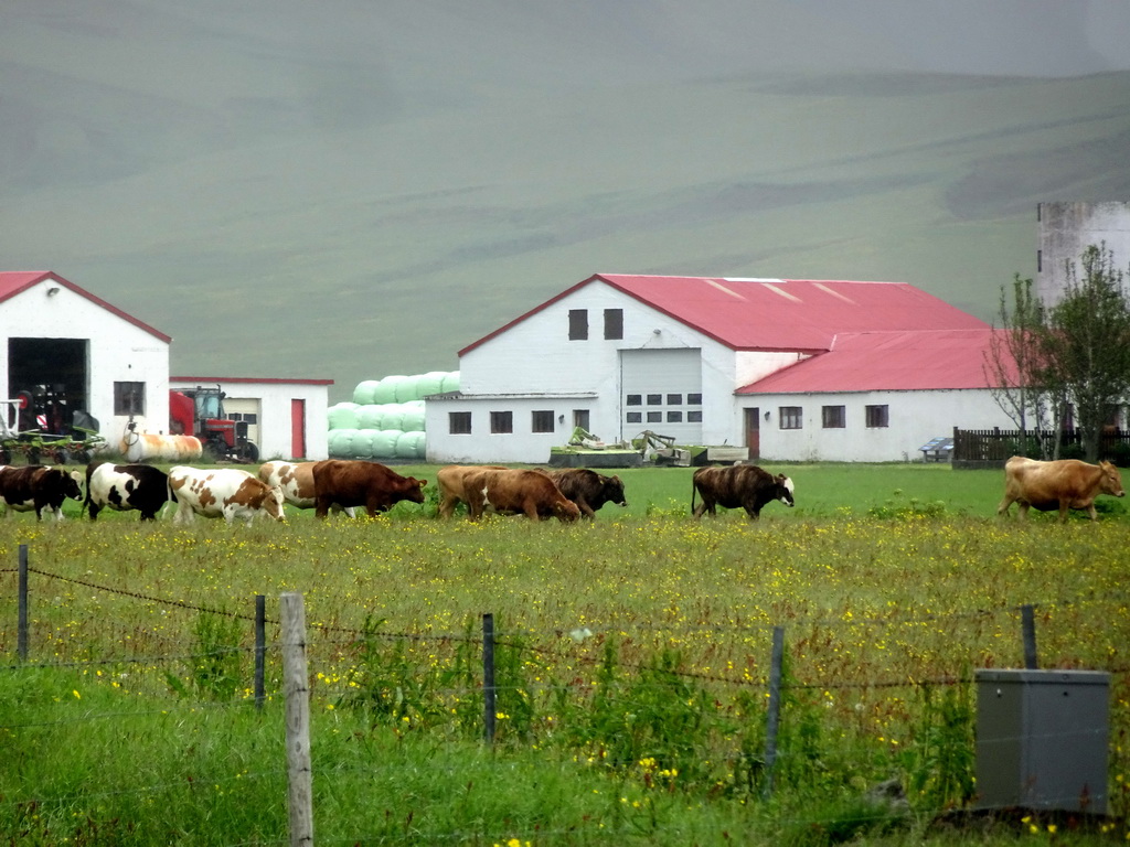 Cows in front of the Þorvaldseyri farm, viewed from the parking lot of the Þorvaldseyri visitor centre
