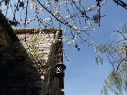 Corner of a house and tree with flowers at the Rue de la Pise street