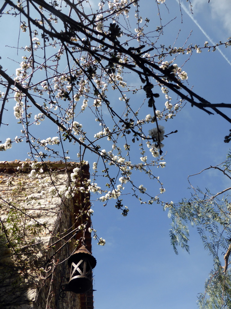 Corner of a house and tree with flowers at the Rue de la Pise street