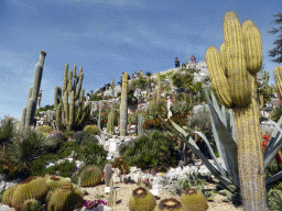 Cactuses and the castle ruins at the Jardin d`Èze botanical garden
