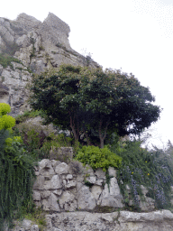 Trees, plants and the castle ruins at the Jardin d`Èze botanical garden