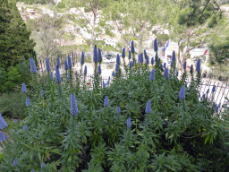 Blue flowers at the north side of the Jardin d`Èze botanical garden, with a view on the square in front of the Église Notre Dame de l`Assomption church