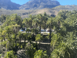 Palm trees at the north side of the town, viewed from the tour bus on the GC-60 road