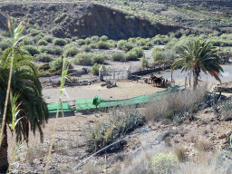 Camel Safari Park La Baranda, viewed from the tour bus on the GC-60 road
