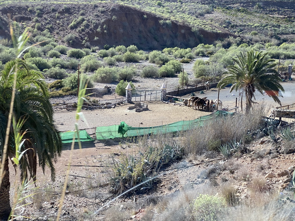 Camel Safari Park La Baranda, viewed from the tour bus on the GC-60 road