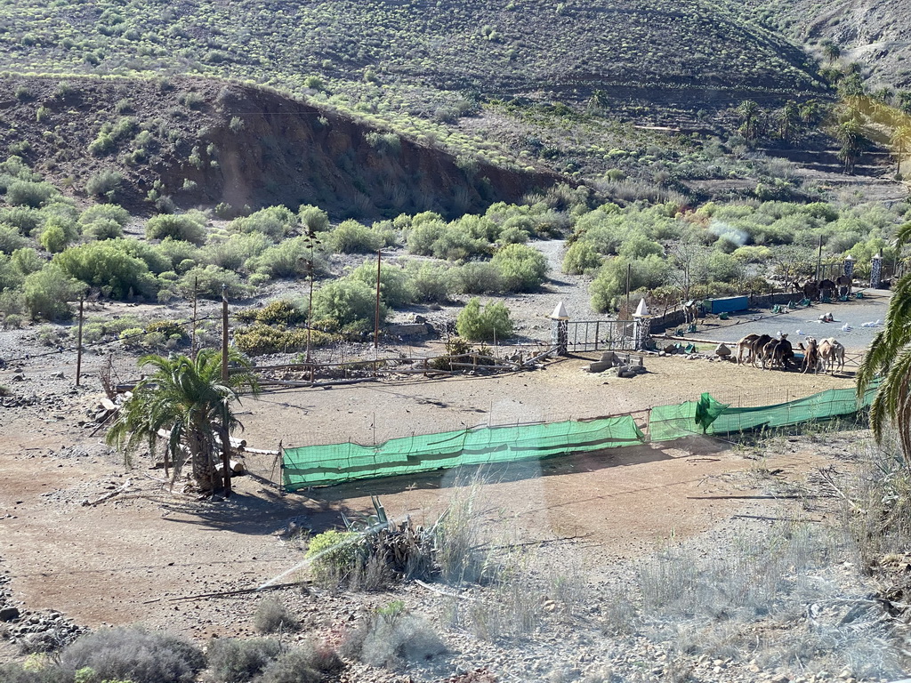 Camel Safari Park La Baranda, viewed from the tour bus on the GC-60 road