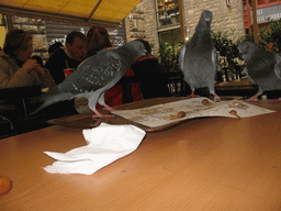 Pigeons on a table at the terrace of the restaurant of the Hotel della Signoria at the Via delle Terme street