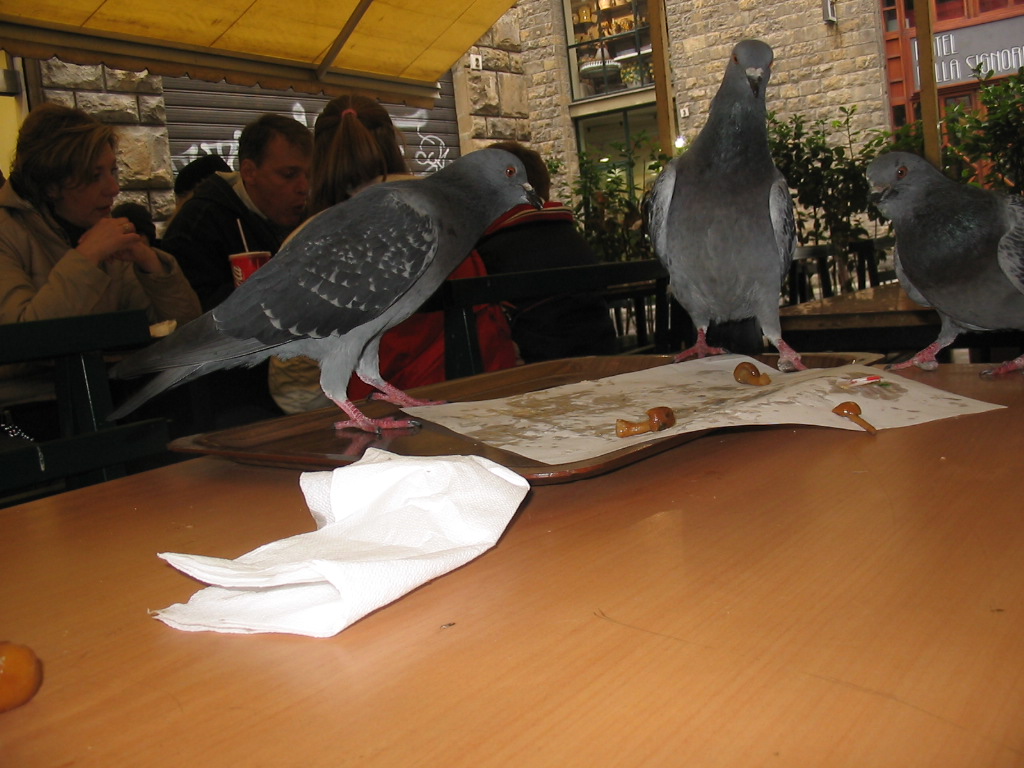 Pigeons on a table at the terrace of the restaurant of the Hotel della Signoria at the Via delle Terme street