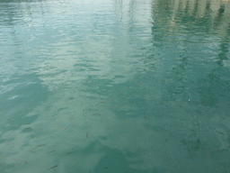 Fish in the water of the Old Harbour