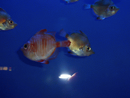 Fish at the Aquarium of Genoa