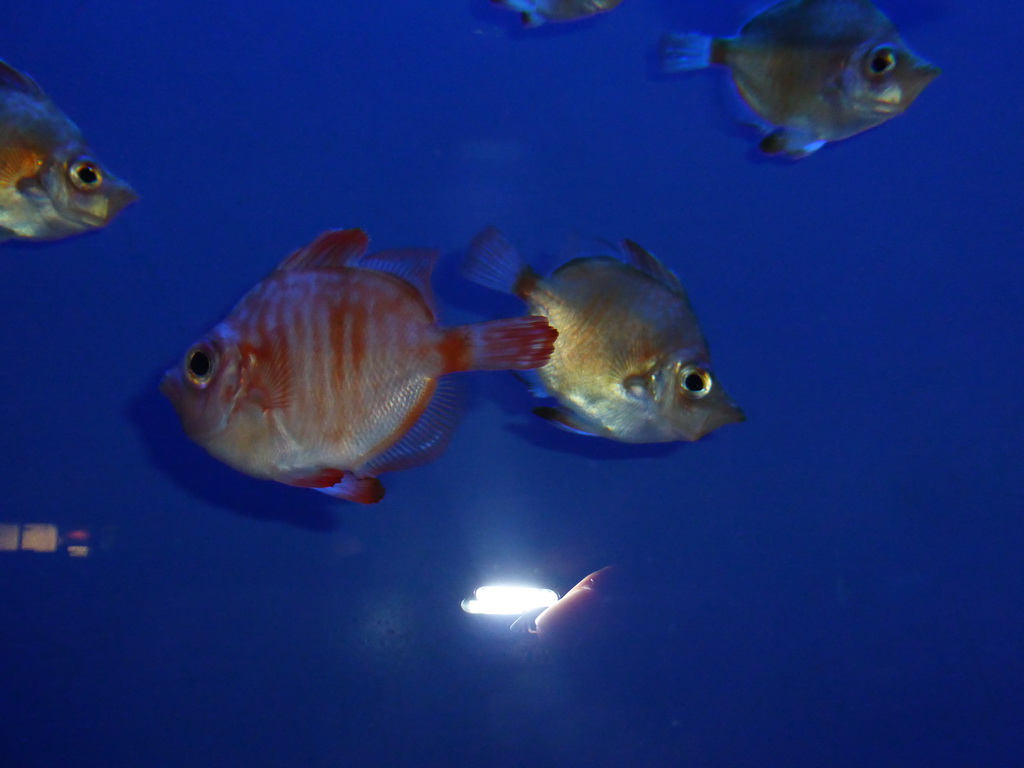 Fish at the Aquarium of Genoa