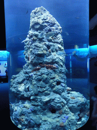 Fish at the Aquarium of Genoa