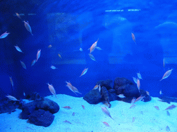 Fish at the Aquarium of Genoa